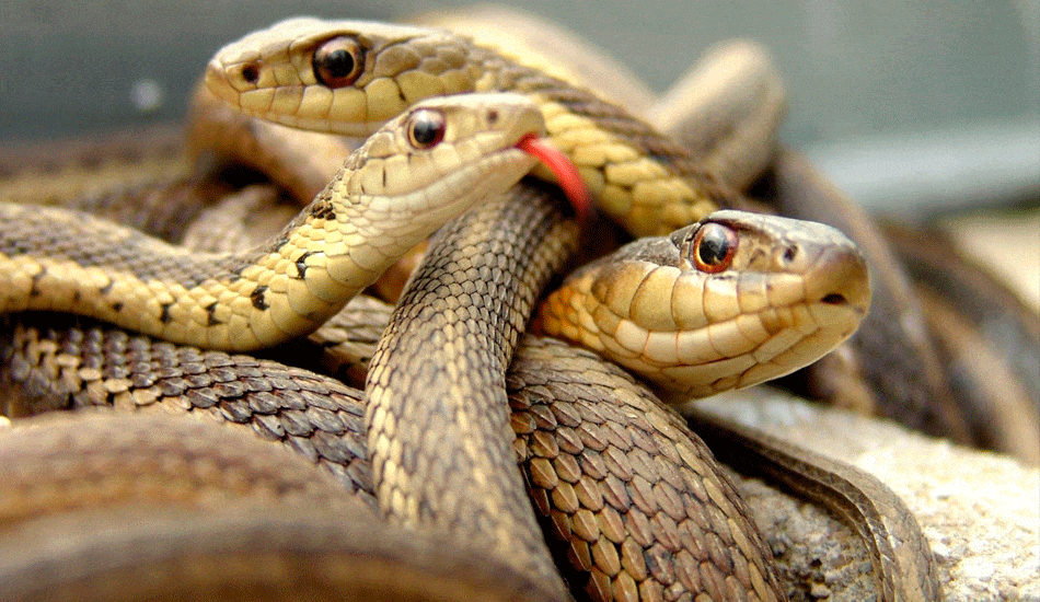 Brood of vipers